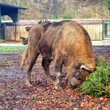 Životinje u Zoološkom vrtu Grada Zagreba razveselile su se raskićenim božićnim drvcima - 6