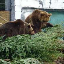 Smeđi medvjedi Albert i Kvetina obožavaju i crnogoricu koja raste u njihovoj vanjskoj nastambi