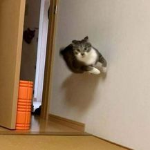 Mačke i gravitacija - 18