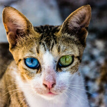 Mačke s drugačijom bojom očiju