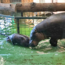 Malena patuljasta vodenkonjica iz zagrebačkog zoo vrta dobila je ime Lotta - 4