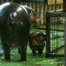 Malena patuljasta vodenkonjica iz zagrebačkog zoo vrta dobila je ime Lotta
