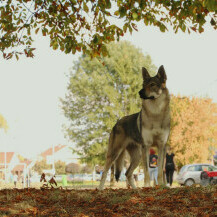 Uzgajivačnica Van Luk Wolf u Velikoj Gorici bavi se uzgojem pasmine čehoslovački vučji pas