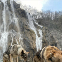 Uzgajivačnica Van Luk Wolf u Velikoj Gorici bavi se uzgojem pasmine čehoslovački vučji pas - 8
