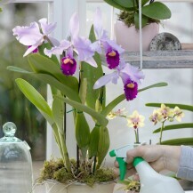 Rižinu vodu možete samo poprskati po orhideji