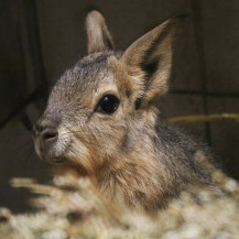 Mladunci mara iz zoo vrta Zagreb lijepo napreduju - 3