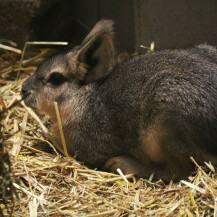 Mladunci mara iz zoo vrta Zagreb lijepo napreduju - 4