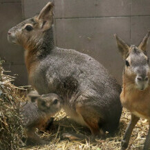 Mladunci mara iz zoo vrta Zagreb lijepo napreduju - 6