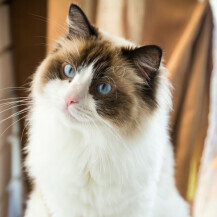 Ragdoll