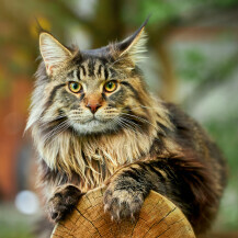 Maine Coon