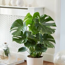 Monstera