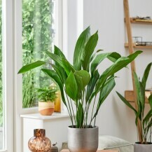 Aspidistra