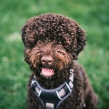 Lagotto romagnolo