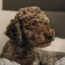 Lagotto romagnolo