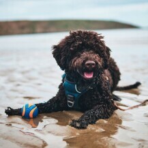 Lagotto romagnolo