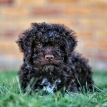 Lagotto romagnolo