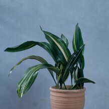 Aspidistra