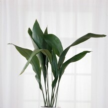 Aspidistra