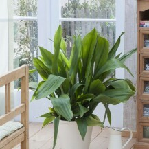 Aspidistra