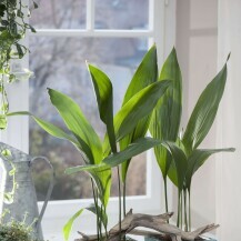 Aspidistra