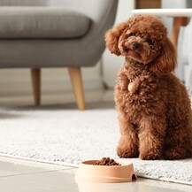 Slatke kovrčavice uopće se ne linjaju i savršene su za alergičare