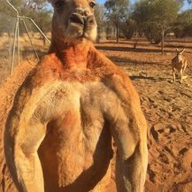 Raznolikost Australije (Foto: thechive.com) - 14