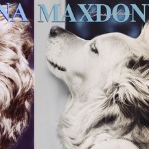 Pseća Madonna (Foto: Instagram/max_et_vincent) - 8