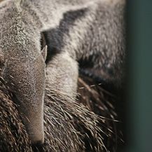 Bebe u zoološkom (Foto: ZOO Zagreb) - 1