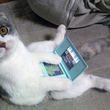 Mačke pokušavaju sjediti (Foto: sadanduseless.com) - 5