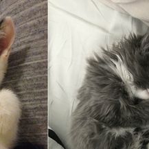 Mačke (Foto: boredpanda.com)