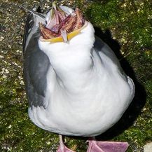 Galebovi (Foto: sadanduseless.com)