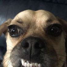 Face (Foto: thechive.com) - 26