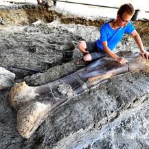 Divovska bedrena kost dinosaura pronađena u Francuskoj (Foto: AFP) - 2