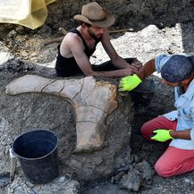 Divovska bedrena kost dinosaura pronađena u Francuskoj (Foto: AFP) - 4
