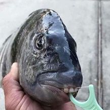 Zubata riba (Foto: sadanduseless.com) - 19