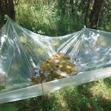 U blizini Paukovca posadili 52 stabljike marihuane - 5