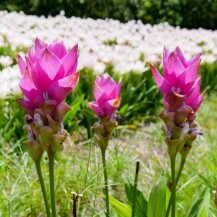 Sijamski tulipan cvate ljeti