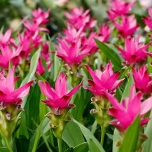 Sijamski tulipan cvate ljeti