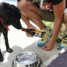Psi se u beach baru Hidrobaza mogu osvježiti pivom za pse