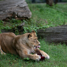 Lavice Ayana i Nyota iz zagrebačkog zoo vrta slave 19. rođendan - 1