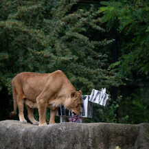 Lavice Ayana i Nyota iz zagrebačkog zoo vrta slave 19. rođendan - 7