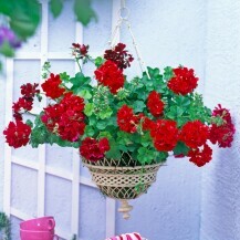 Pelargonija