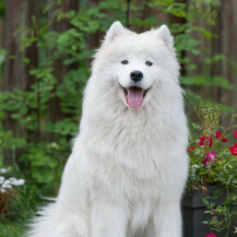 Samojed