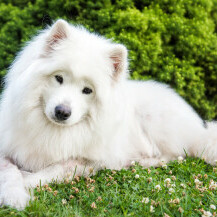 Samojed