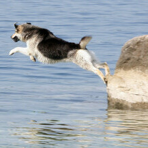 Dog friendly plaža Podvorska u Crikvenici - 1