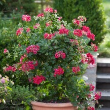 Pelargonije