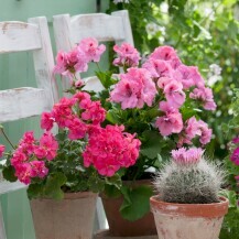 Pelargonije