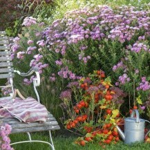 Aster