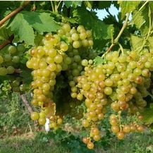 Vinograd Vinarije Pinkert u Baranji