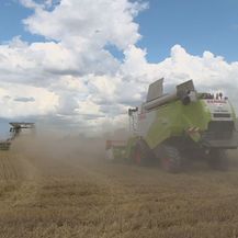 Počela žetva pšenice (Foto: Dnevnik.hr) - 5
